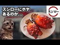 スシローでホヤを食べた何気ない話【猫ミーム】