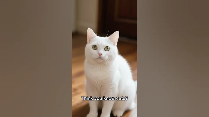 Video 11785491: bengal cat animals, wild bengal cat, big bengal cat, beautiful bengal cat, bengal cat cute, tiny bengal