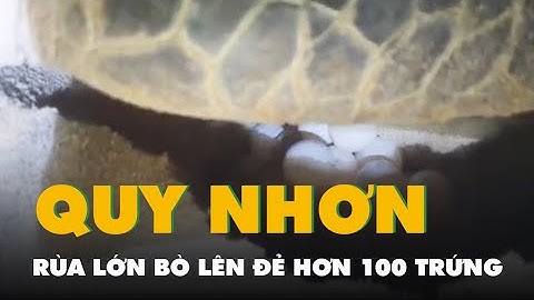 Video con rùa lớn bò lên bãi cát đẻ hơn 100 trứng rồi trở ra biển Quy Nhơn