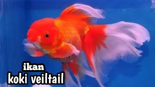 Download lagu ikan koki veiltail / ekor panjang