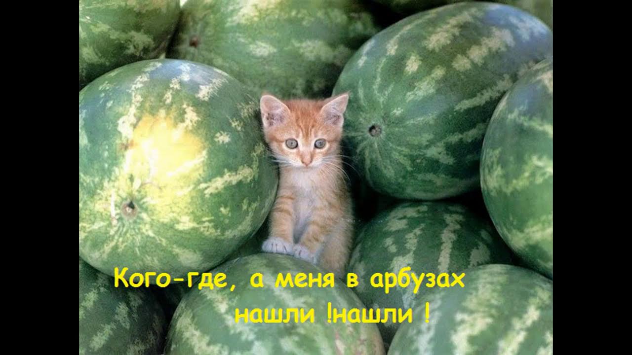 Можно давать котам арбуз. Коты и арбузы. кот на арбузе. котик с арбузом. арбуз прикол.