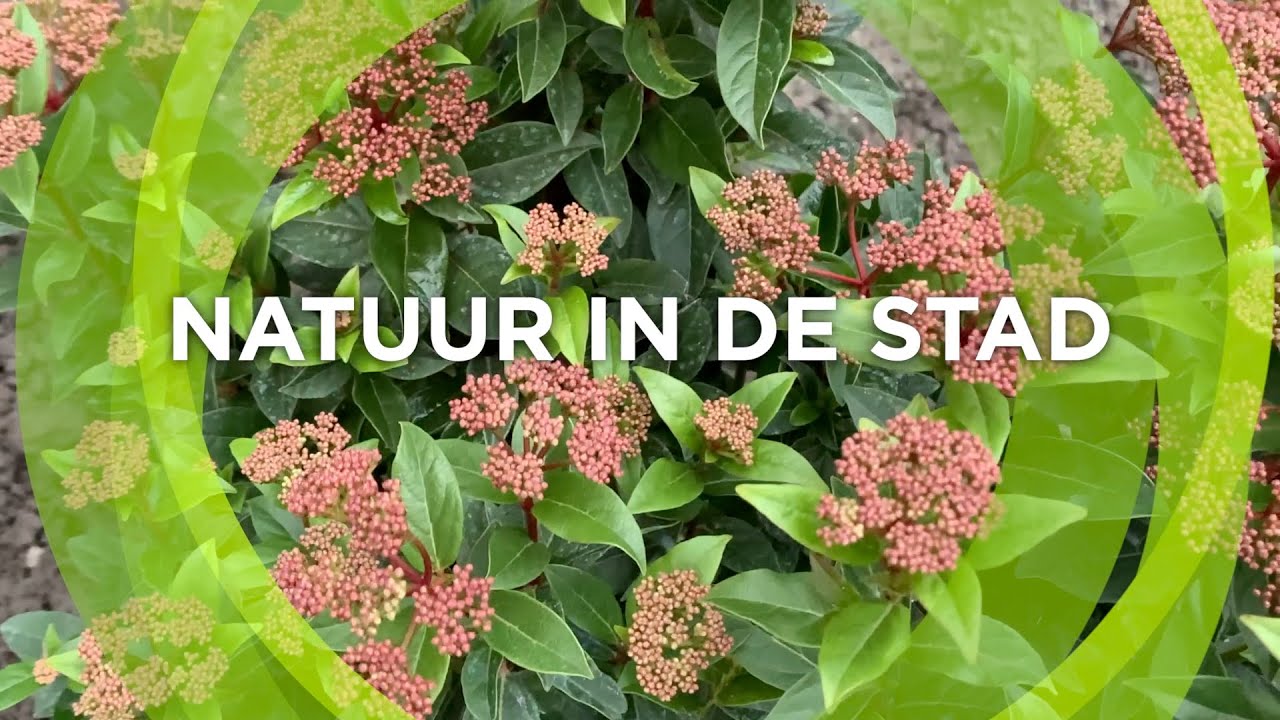 Natuur in de stad