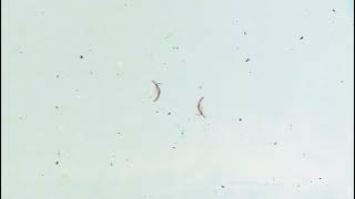 Retro Vintage Hair Dust Overlay Background with Lens Flares 8mm and 16mm