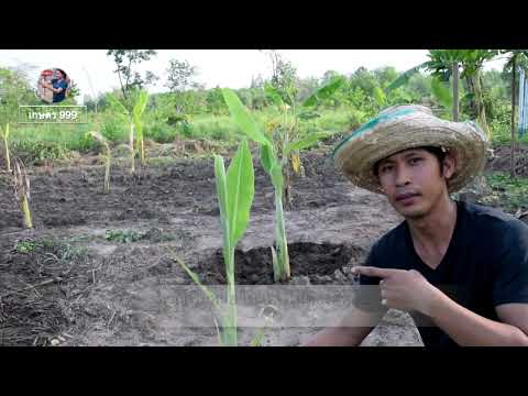 การปลูกกล้วยน้ำว้ามะลิอ่องฉบับไร่ดวงดาว ได้ผลดีเยี่ยม #วิธีการปลูกกล้วยน้ำว้า #ปลูกกล้วย�