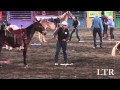 Bishop Mule Days Events: Musical Tires
