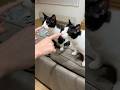 お出迎えしてくれる猫たちがかわいい #猫 #cat #ハチワレ