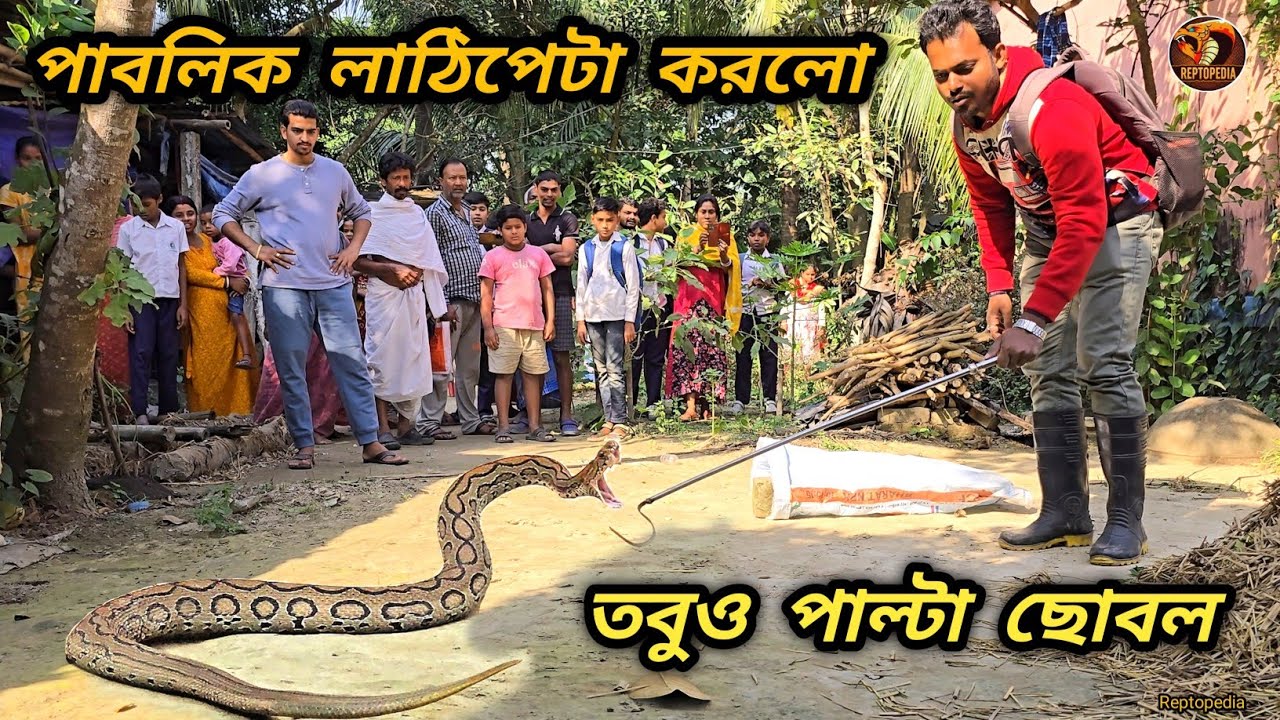 পাবলিক লাঠিপেটা করলো তবুও পাল্টা ছোবল রাসেলের |  Snake video | Russell's viper rescue | REPTOPEDIA
