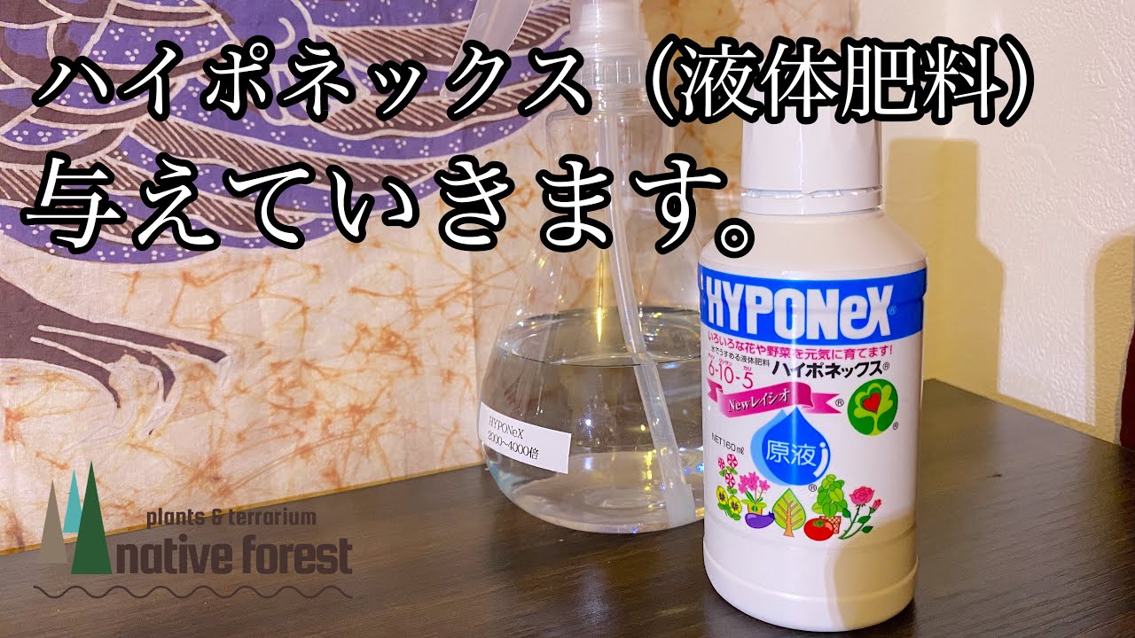 ハイポネックス 液体肥料 を熱帯植物に与えルーティーン Youtube ハイポネックス 液体肥料 を熱帯植物に与えルーティーン Youtube