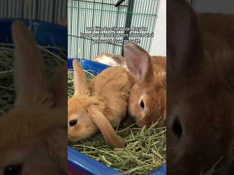 Wideo: Czy królik będzie miał kły?