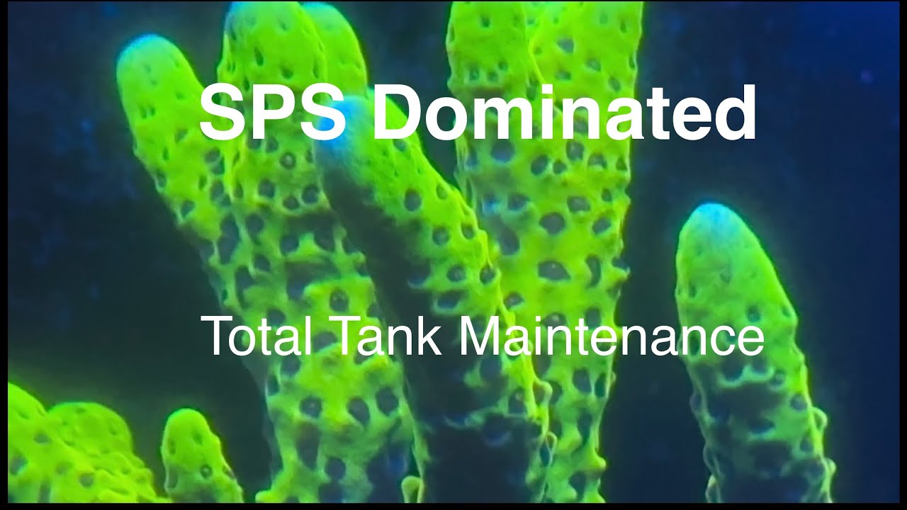 Photo inspiration: Picture Idea: Sps Total Tank Maintenance Hob Water Change Frequency Saltwater Coral