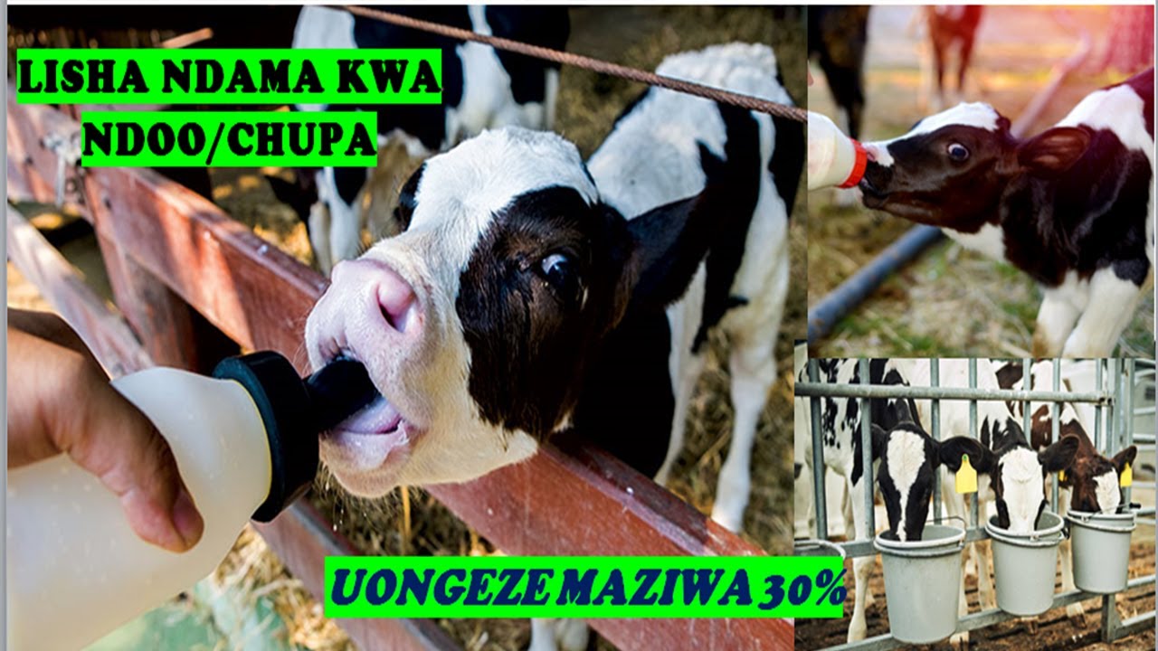 UFUGAJI WA NG'OMBE WA MAZIWA.NJIA TANO ZA KULEA NDAMA WA NG'OMBE WA MAZIWA.