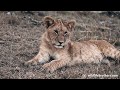 Cute lion cubs' immediate response to mom's calls