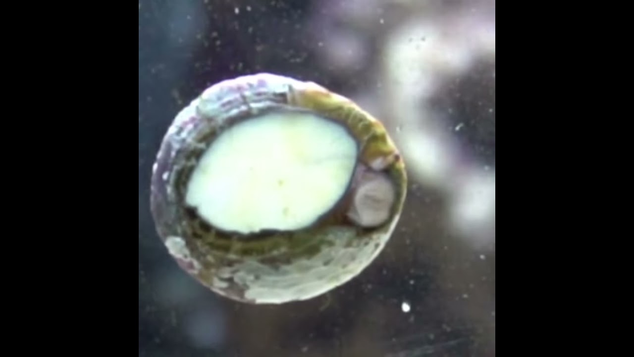 Slow motion snail, eating algae under water. YouTube