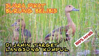 SUARA PIKAT BURUNG BELIBIS / BEBEK   #SUARA SUPER JERNIH
