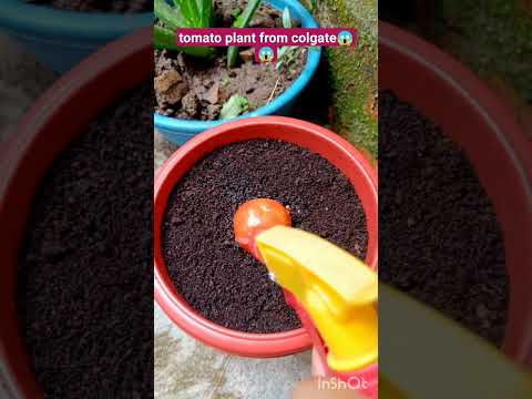 Grow tomato by unique way 🍅 #shorts #youtubeshorts #growtomato #viralvideo #tomatoplant #plants