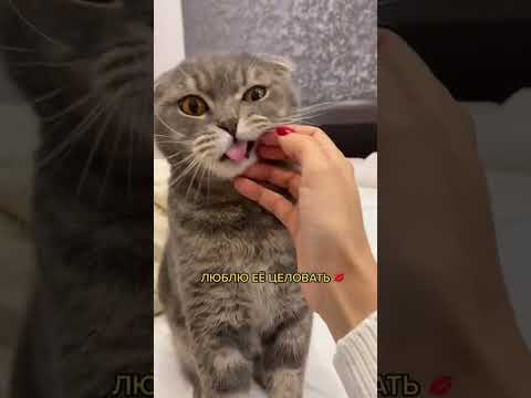 Кошачье сердце ❤️