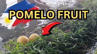 Philippine Pomelo Fruit: Enjoy the Taste and its Nutrition! by Digital Nomads Explore 125 views 4 months ago 1 minute, 21 seconds