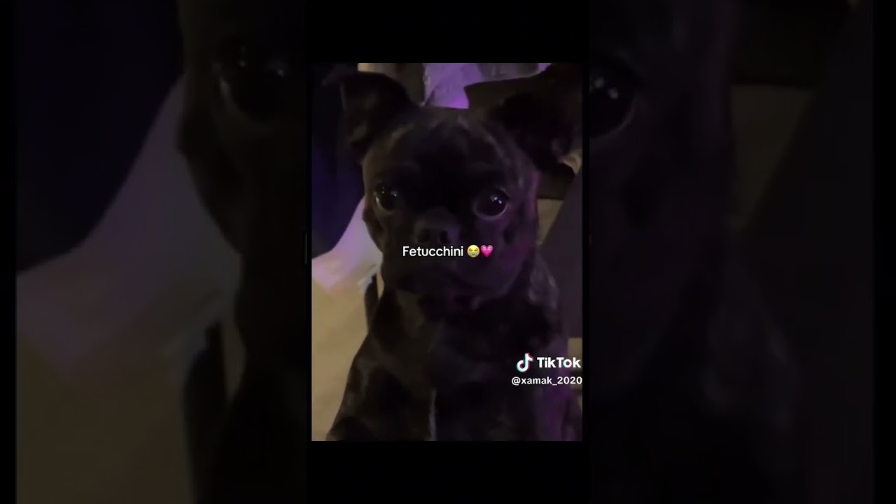 es tan lindo fetucchini 😭😭💗💗