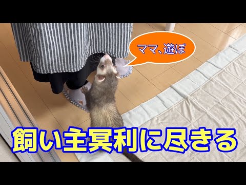 フェレットがたまらなく愛おしくなる瞬間