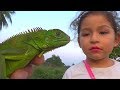 LIBERANDO OTRA IGUANA | RELEASING ANOTHER IGUANA