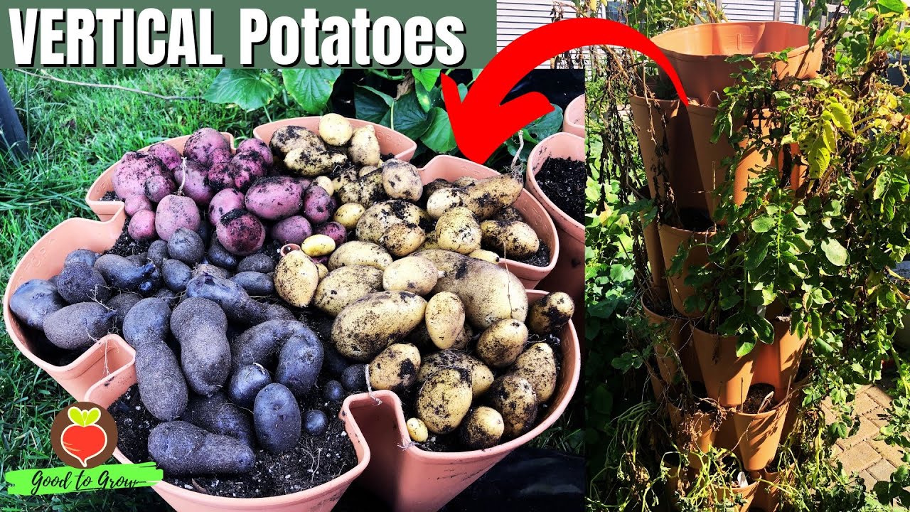 Vertical Gardening SUCCESS Epic Potato Harvest with GreenStalk! YouTube