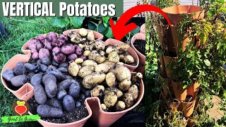 Vertical Gardening SUCCESS: Epic Potato Harvest with GreenStalk!