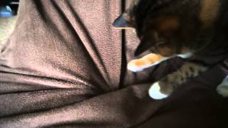 座椅子カバーの中で　その１