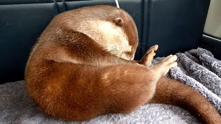 As a result of the checkup, Aty's health is... [Otter life Day 286]【カワウソアティとにゃん先輩】
