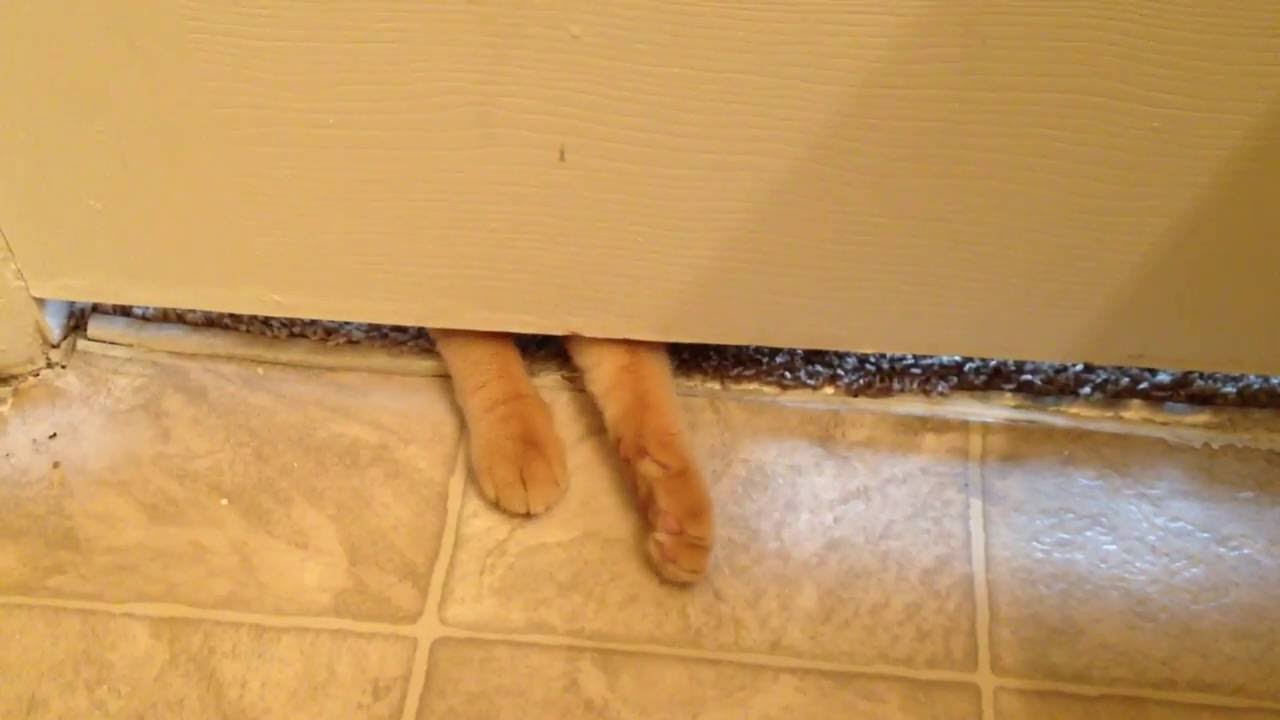 Wild-Strange Cat Attacks! by Ralph Jaguar