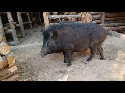 Лесной дом под надёжной охраной | Строю второй этаж | Красивая чаша из бревна | bushcraft.