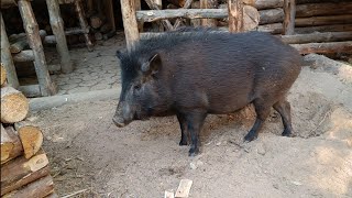 Лесной дом под надёжной охраной | Строю второй этаж | Красивая чаша из бревна | bushcraft.