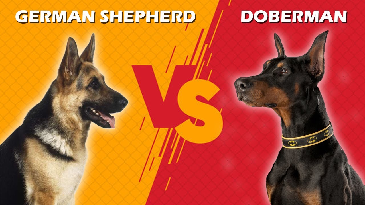German Shepherd vs Doberman in Hindi Doberman vs German Shepherd