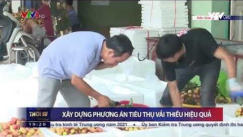 Bắc Giang: Hơn 20 tấn vải thiều sớm đã được tiêu thụ thuận lợi