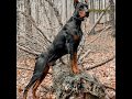 El verdadero poder del doberman