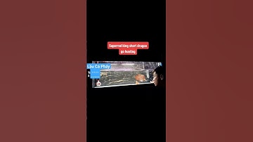 Cho CÁ RỒNG HUYẾT LONG KING SHORT ĂN NHÁI CỰC SUNG CĂNG #cárồng #carong #arowana