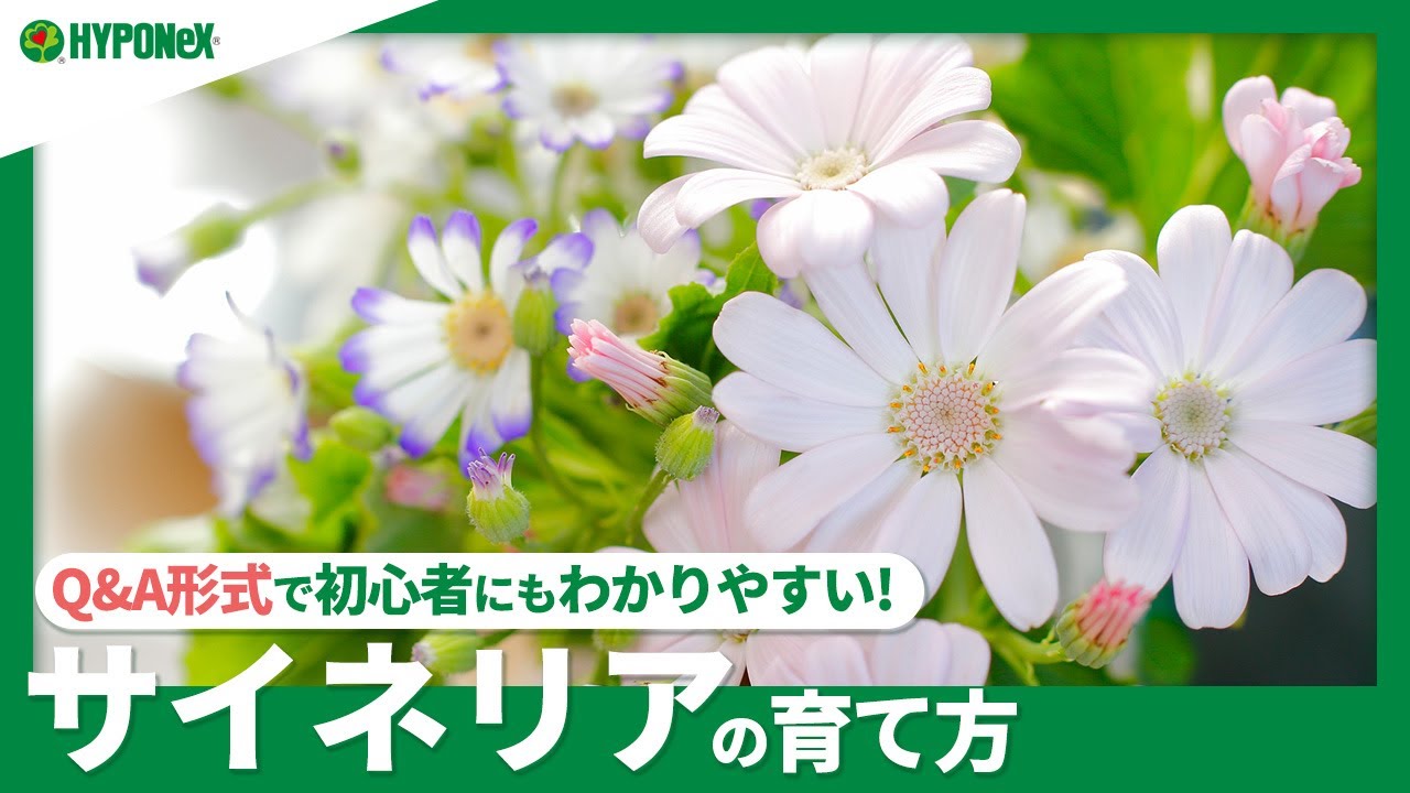 36 サイネリアの育て方 肥料の与え方 切り戻しや花がら摘みなどの管理方法 枯れる主な理由もご紹介 Plantiaq A 植物の情報 育て方をq A形式でご紹介 Youtube