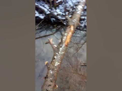 льод на ставку - YouTube