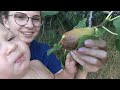 Как растет инжир в Крыму Первый июльский урожай зелёного инжира Как есть спелые плоды не касаясь их!