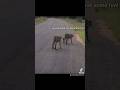 We are going to hunt today #wildlife #wildcats #cheetah #cheetahs #voiceover #nature #funny #shorts
