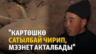 "Картөшкө сатылбай чирип, мээнет акталбады"