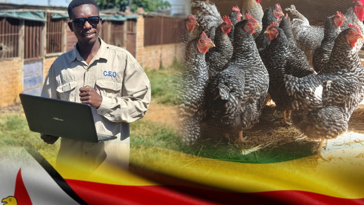 This is how i feed african cuccumber, chinese cabbage and sessame seeds to my chickens!