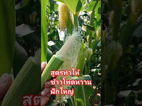 24 พฤษภาคม ค.ศ. 2026