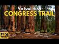 Congress Trail 4K POV Hike | Giant Sequoia Grove | Sequoia National Park | Treadmill Walk