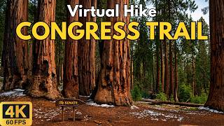Congress Trail 4K POV Hike | Giant Sequoia Grove | Sequoia National Park | Treadmill Walk