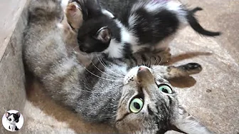 Heartbreaking Yet Adorable! Kittens Chase After Their 1.9kg Mom Who Tries to Wean Them