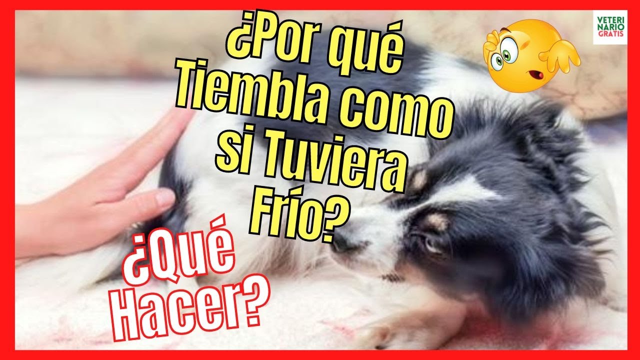 ¿POR QUÉ MI PERRO TIEMBLA COMO SI TUVIERA FRÍO? 🆘 ¿QUE PUEDO HACER