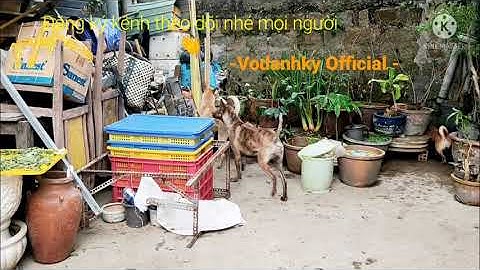 | PhuQuoc Dog -  Chó Phú Quốc đánh hơi, săn chuột |  -VoDanhKy Official ----