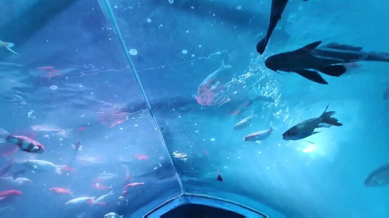 Under water Tunnel expo | Vizag fish tunnel exhibition | under water fish tunnel | visakhapatnam