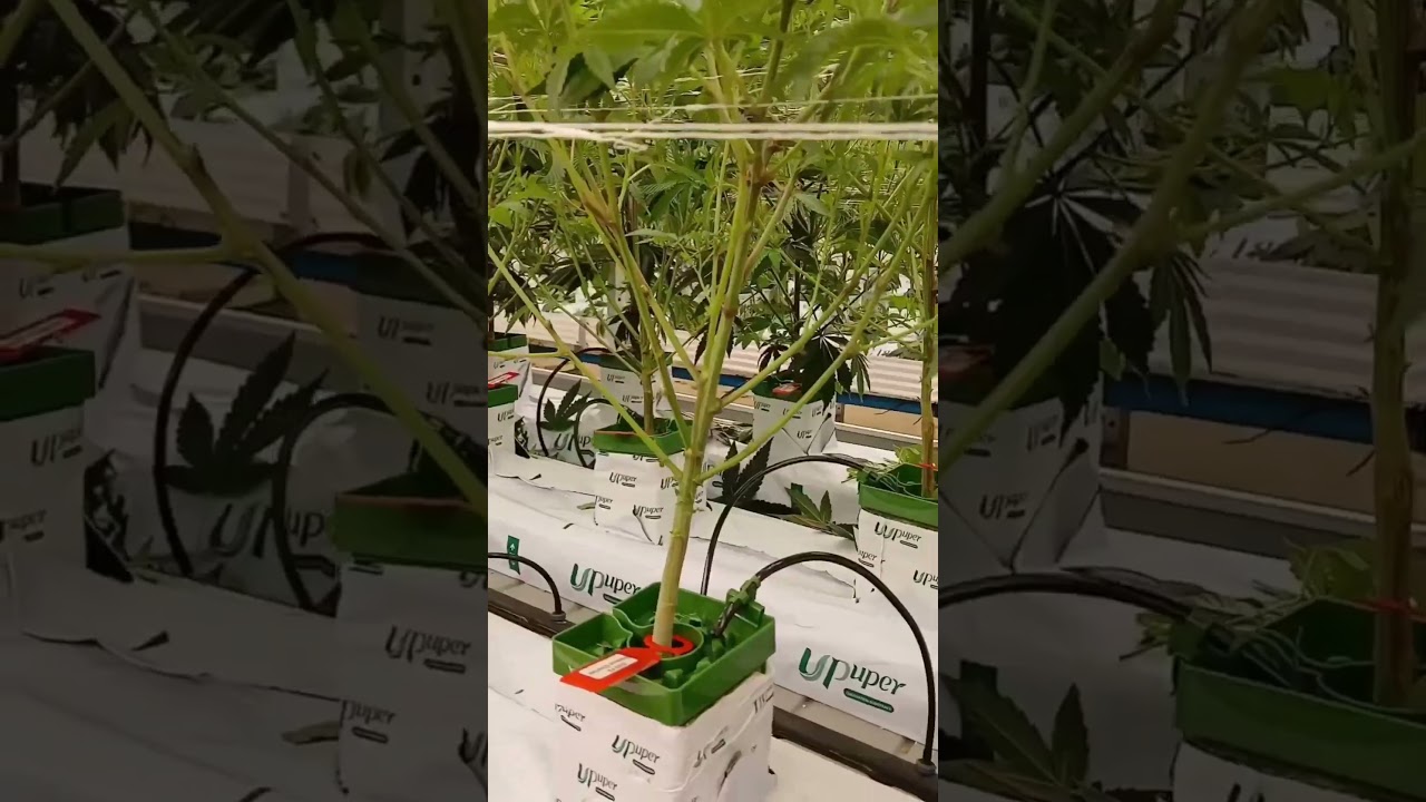 Utilizing UPuper® rock wool growing media for cannabis cultivation. 