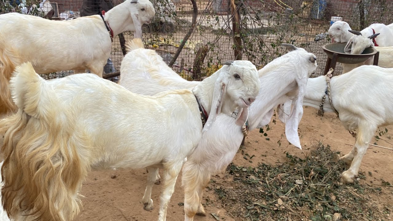 Badan Shing Ji Quality Goat Chambal Hansa Top Quality हँसा बकरी के बड़े किसान